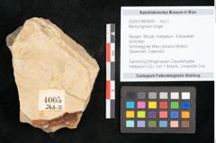 Foto (Objekt + Etikett) von Myrica lignitum Unger (NHMW-GEO-2024-0188-4005)